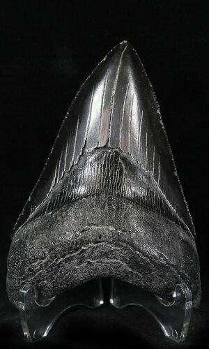 Serrated, Black Megalodon Tooth - Georgia #21884